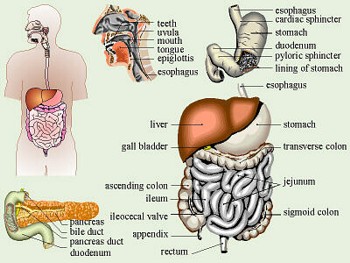 Toads Digestive System